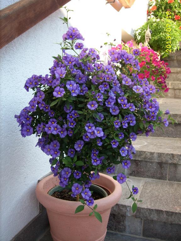 Haus Gmahblick Ferienwonungen Hotel Alpbach Exterior foto